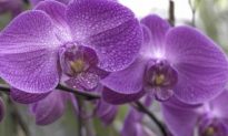 Orchids: the Exotic Valentine’s Choice